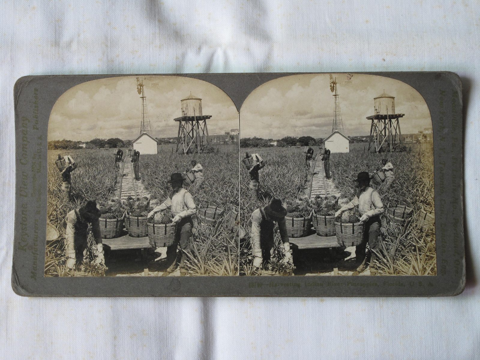 Historical pineapple plantation on the Indian River in St. Lucie County Florida