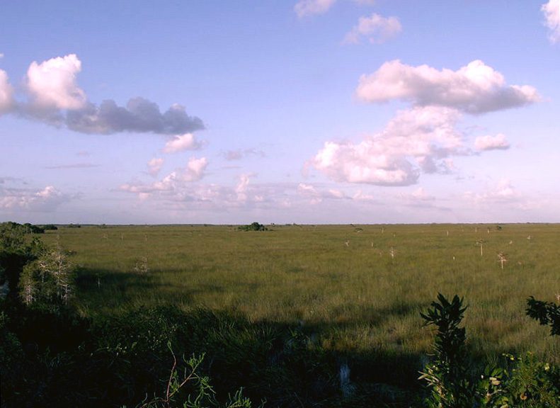 Savannas Preserve State Park freshwater marsh in St. Lucie County Florida